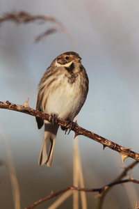 reed bunting，emberiza schoeniclus公司