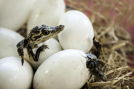鳄鱼蛋照片