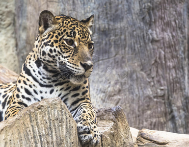 大型美洲豹照片