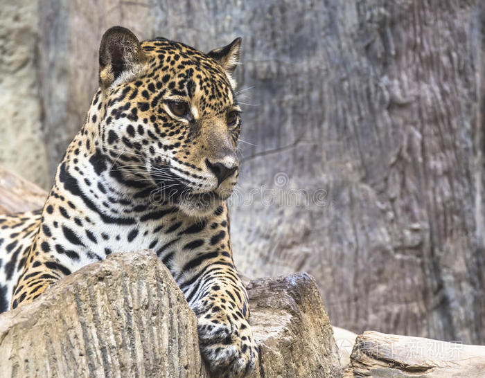 最大的美洲豹180公斤图片