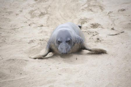 在海滩上爬行的雄性海狮