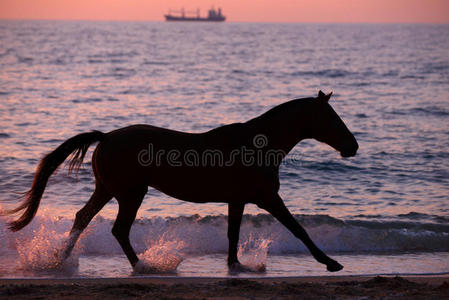 马在水中奔跑
