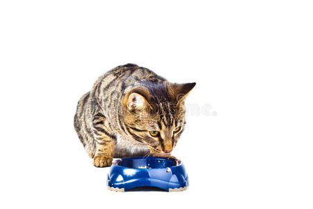 猫在食碗里吃东西图片