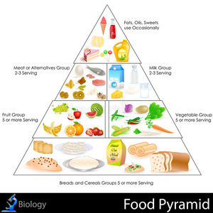 食物金字塔