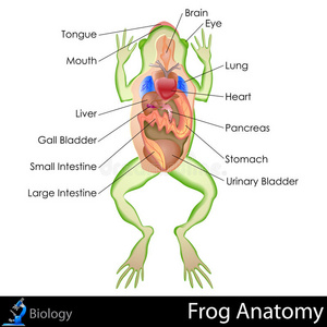 青蛙内脏解剖手绘图图片