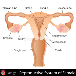 女性生殖系统图片