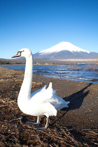 春天的富士山