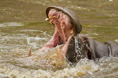 河马攻击图片
