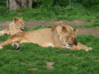 一只母狮和她躺在草地上的小狮子