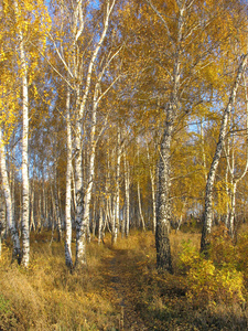 金色桦树林中的小径。秋天的风景。