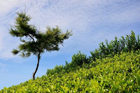 树木茶园和天空