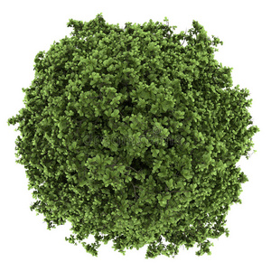 白色隔离的马蹄树俯视图照片