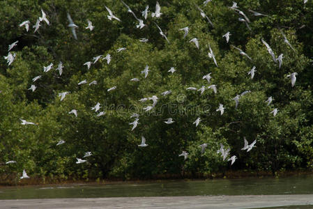 数百只燕鸥在飞翔