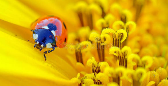 瓢虫坐在花上