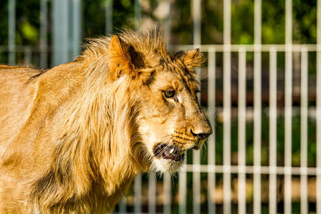 清迈青年狮子夜游泰国清迈照片