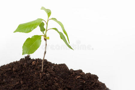 幼嫩的植物在土壤上发芽图片