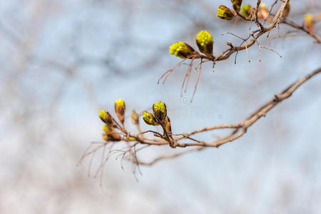 绿枫芽