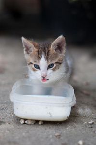 小猫喝牛奶