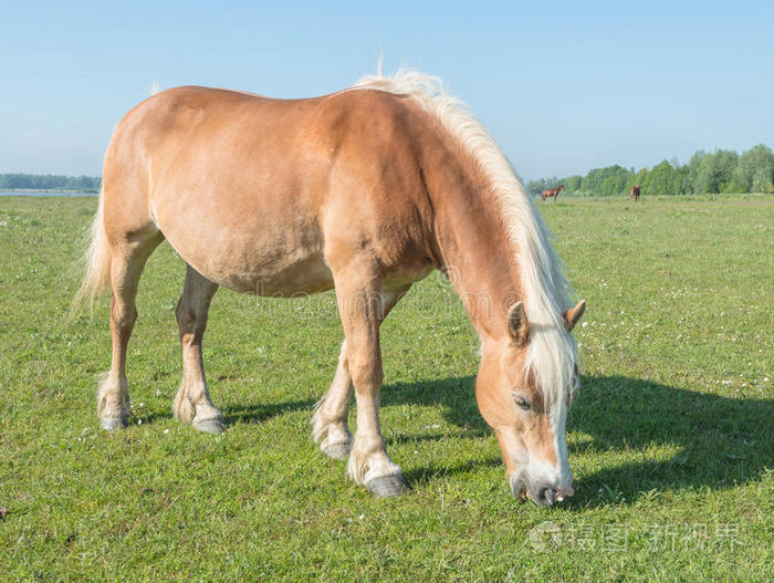 棕色的马有金色的鬃毛和吃尾巴的草