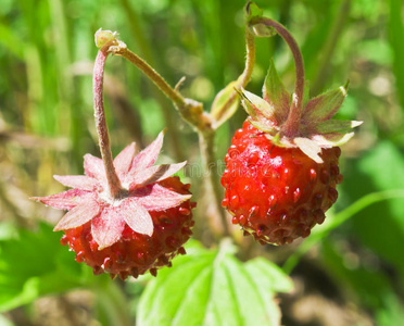 野草莓