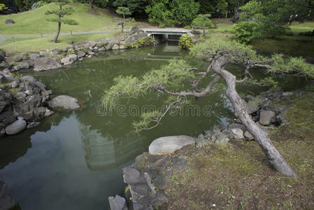 日本松树园