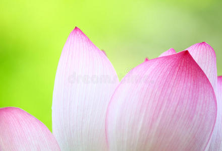 粉红莲花特写