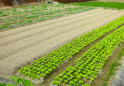 生菜农场