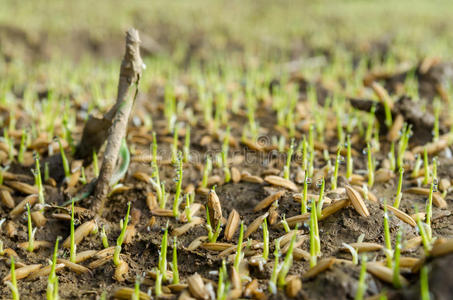 水稻种子发芽图片