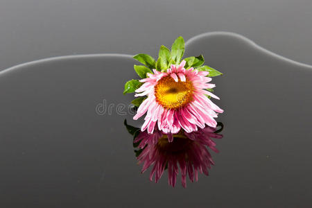 粉红色的小花躺在水里图片