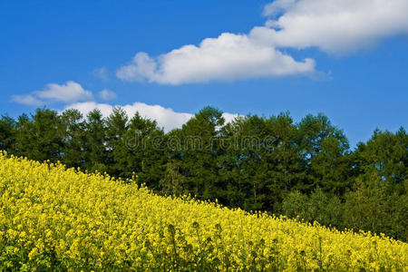 黄花