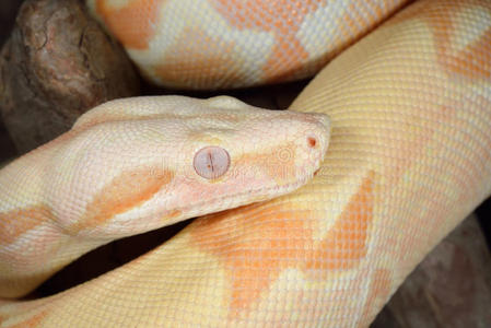 白化大蟒蛇照片