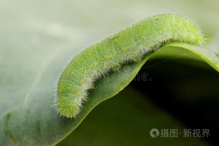 甘蓝白毛虫照片 正版商用图片0p7cwk 摄图新视界