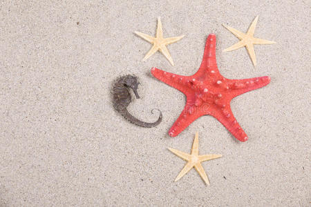 海星和贝壳在海滩上，