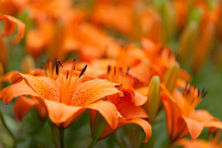 橙色百合花与百合花背景图案特写