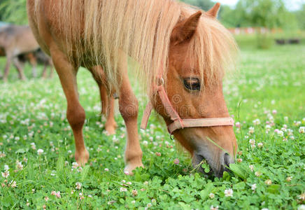 在绿色草地上放牧的小马驹，选择f