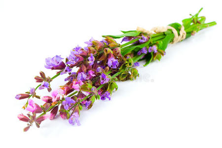 一串鼠尾草照片