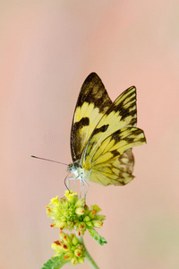 黄色蝴蝶和粉色花朵