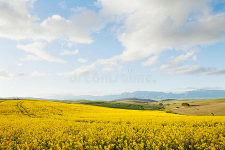 俯瞰山谷的黄色油菜地