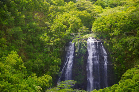 外部 夏威夷 旅行 夏天 风景 目的地 考艾 瀑布 森林