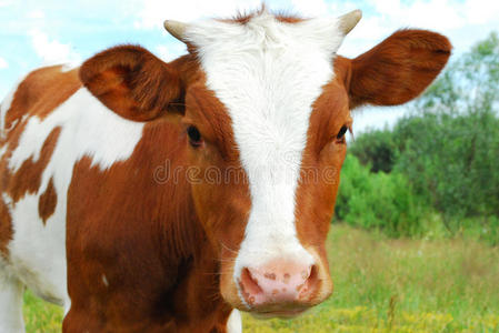 小牛 农业 友谊 风景 咀嚼 放牧 农场 兽群 好奇心 牧场