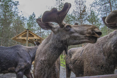 来自瑞典埃德的一个驼鹿农场，雄性，特写