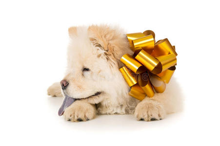 带蝴蝶结的小狗照片