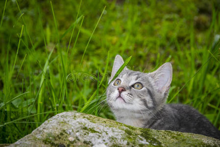 花园里的小猫