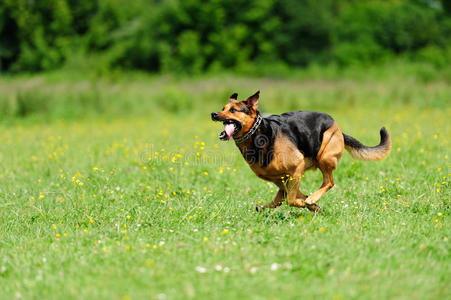 在绿草上奔跑的狗