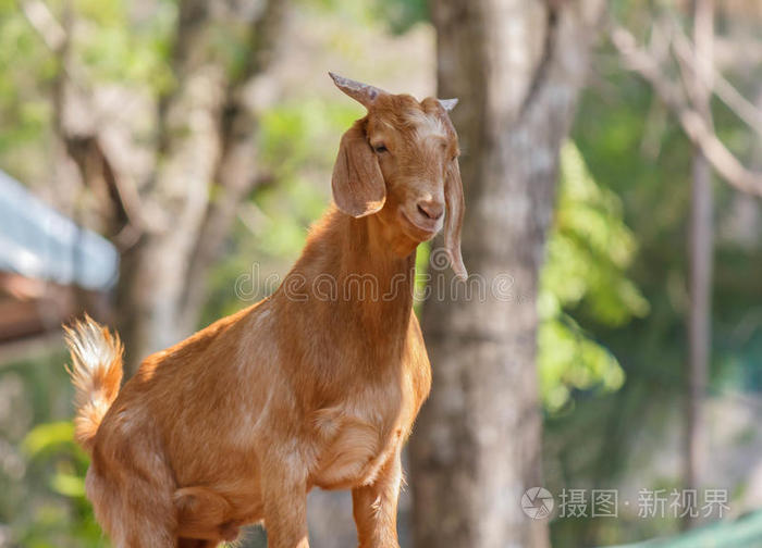 棕色山羊