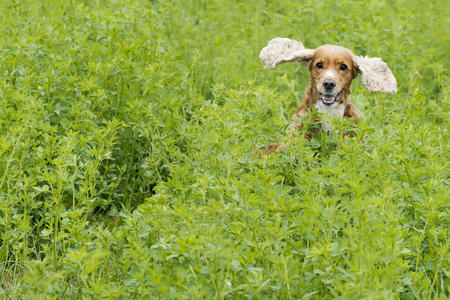 草地背景上的英国小狗可卡猎犬