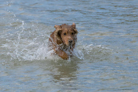 河里奔跑的英国小狗可卡猎犬