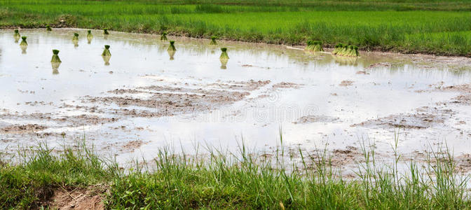 泰国农民在稻田种植水稻