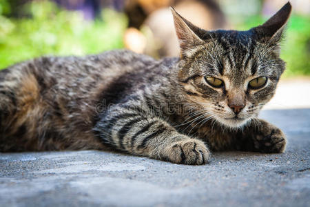 积极调整猫的谎言