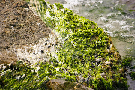 岸上的藻类